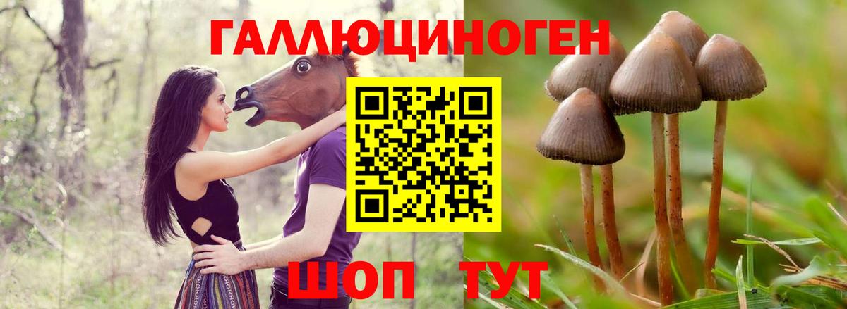 Псилоцибиновые грибы Psilocybine cubensis Надым
